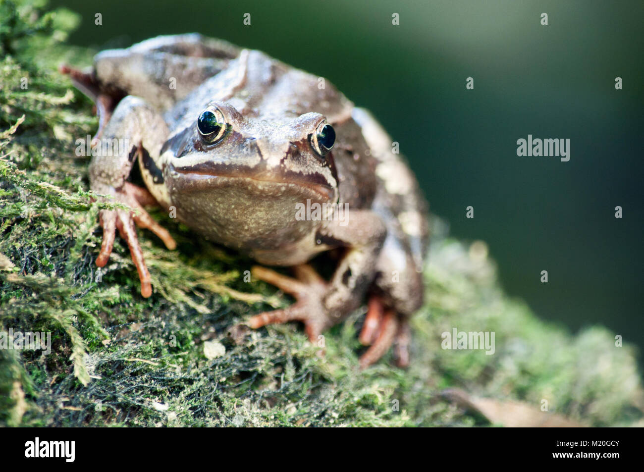 Green and brown frog in the nature - close up Stock Photo