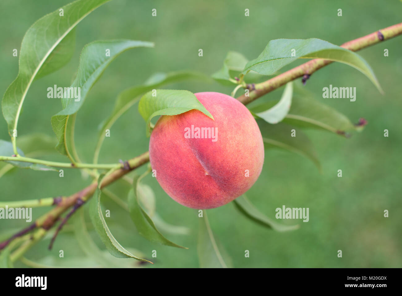 Peach growing on tree hires stock photography and images Alamy