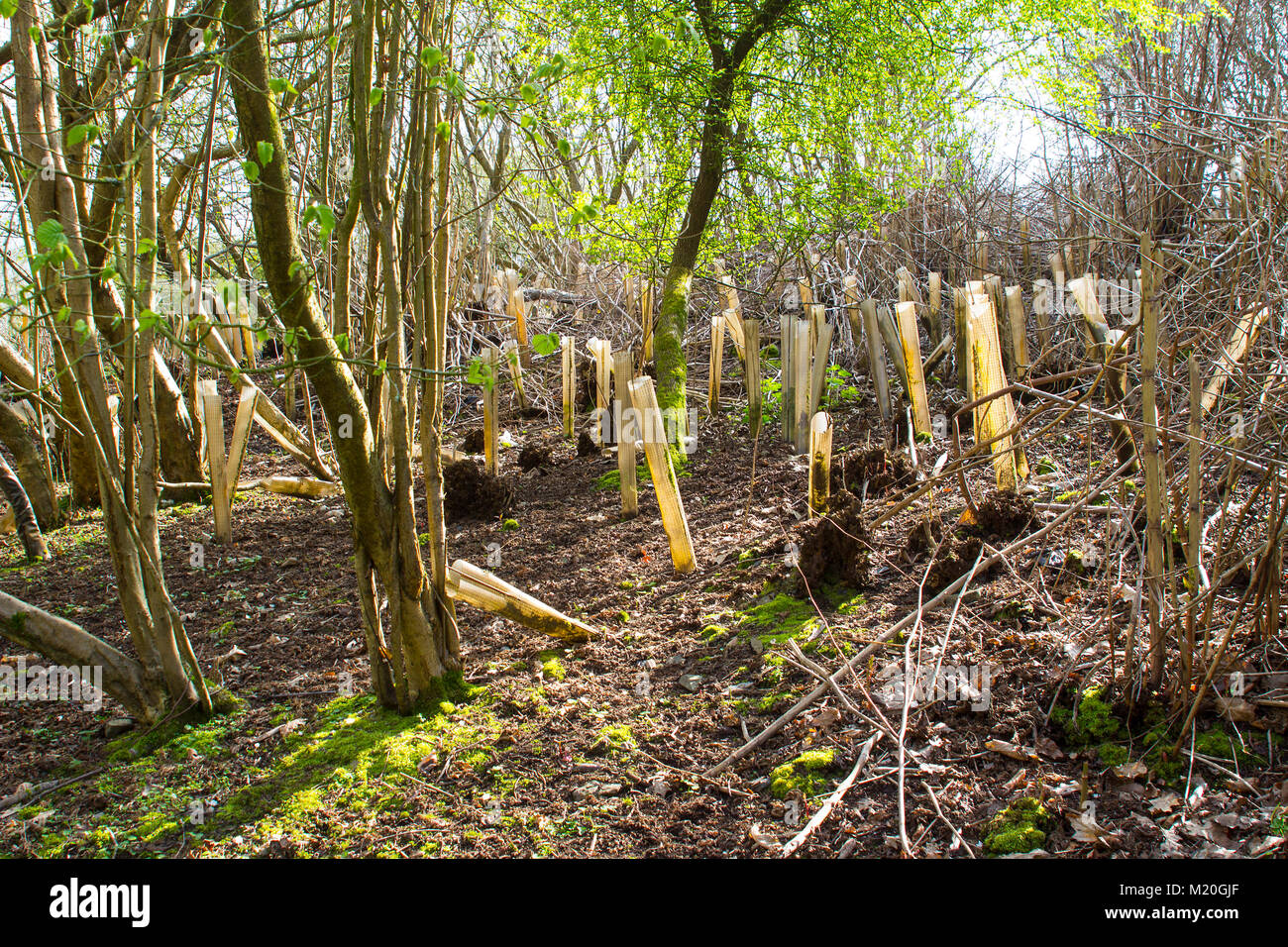 Unsightly plastic Tree Planting Tubes that have served their purpose and are now a pollution on the landscape Stock Photo