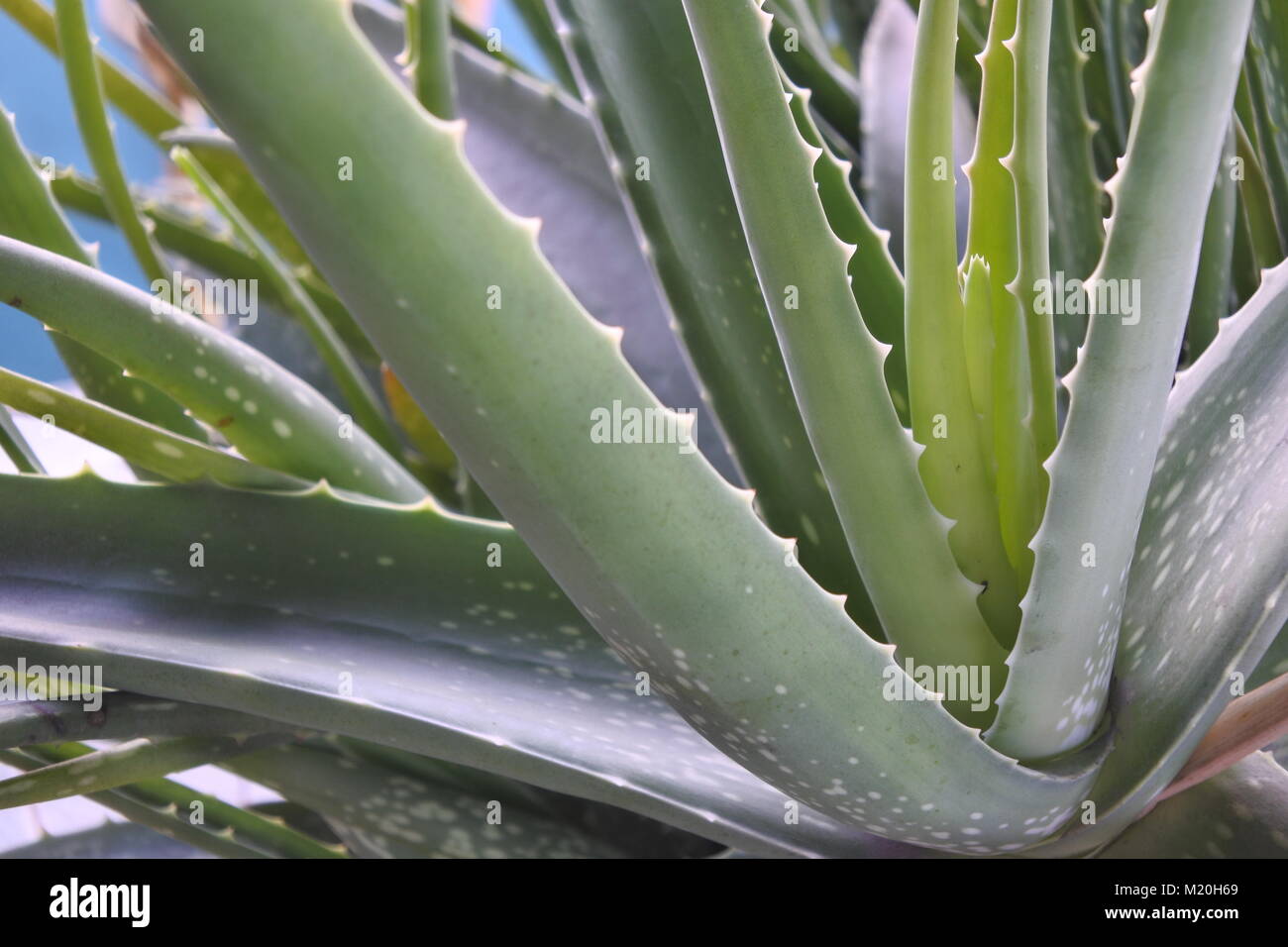 An healthy aloe vera closeup shot Stock Photo