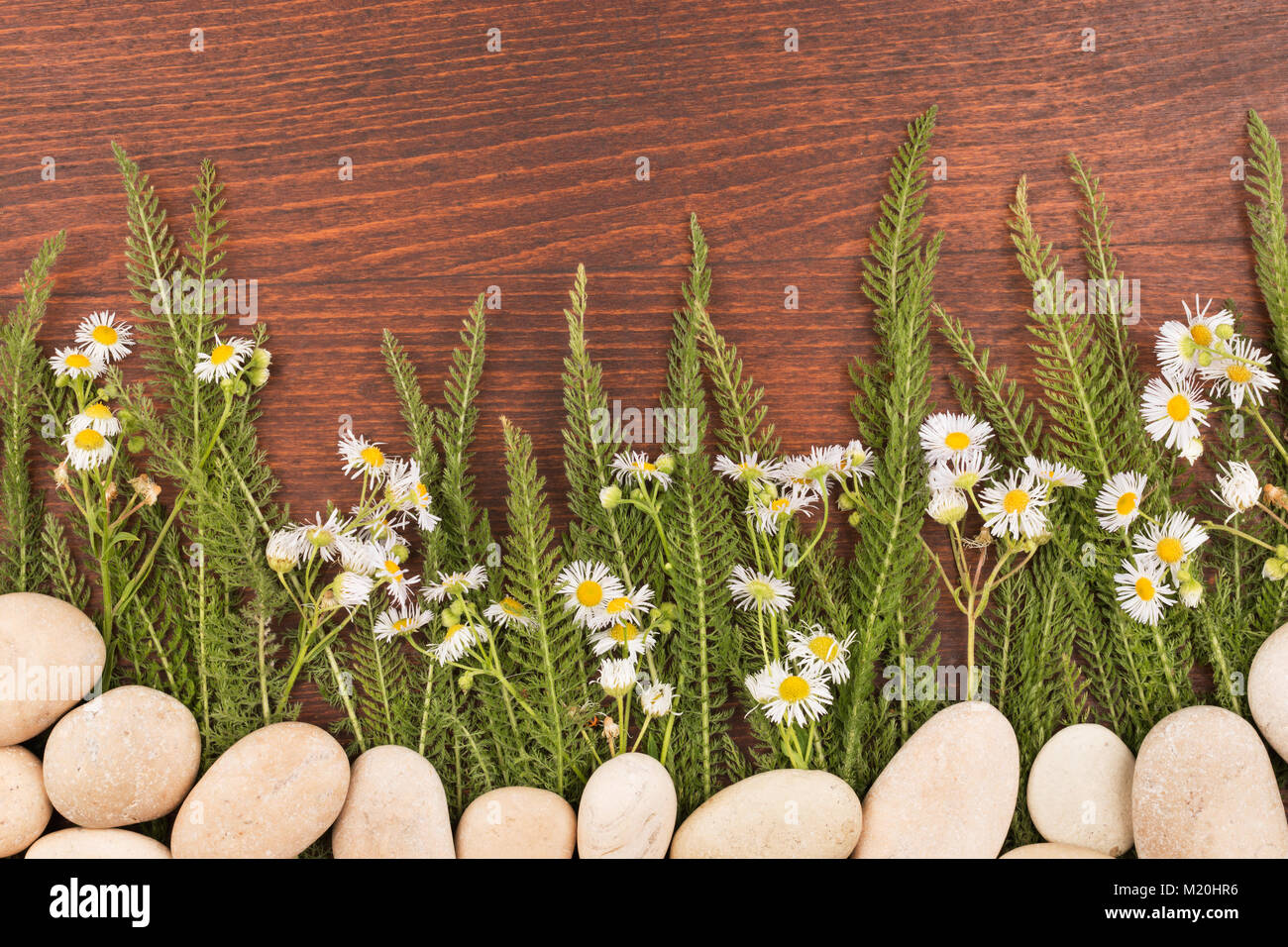 Wildflowers growing from white stones on a dark wooden background. Conceptual image Stock Photo