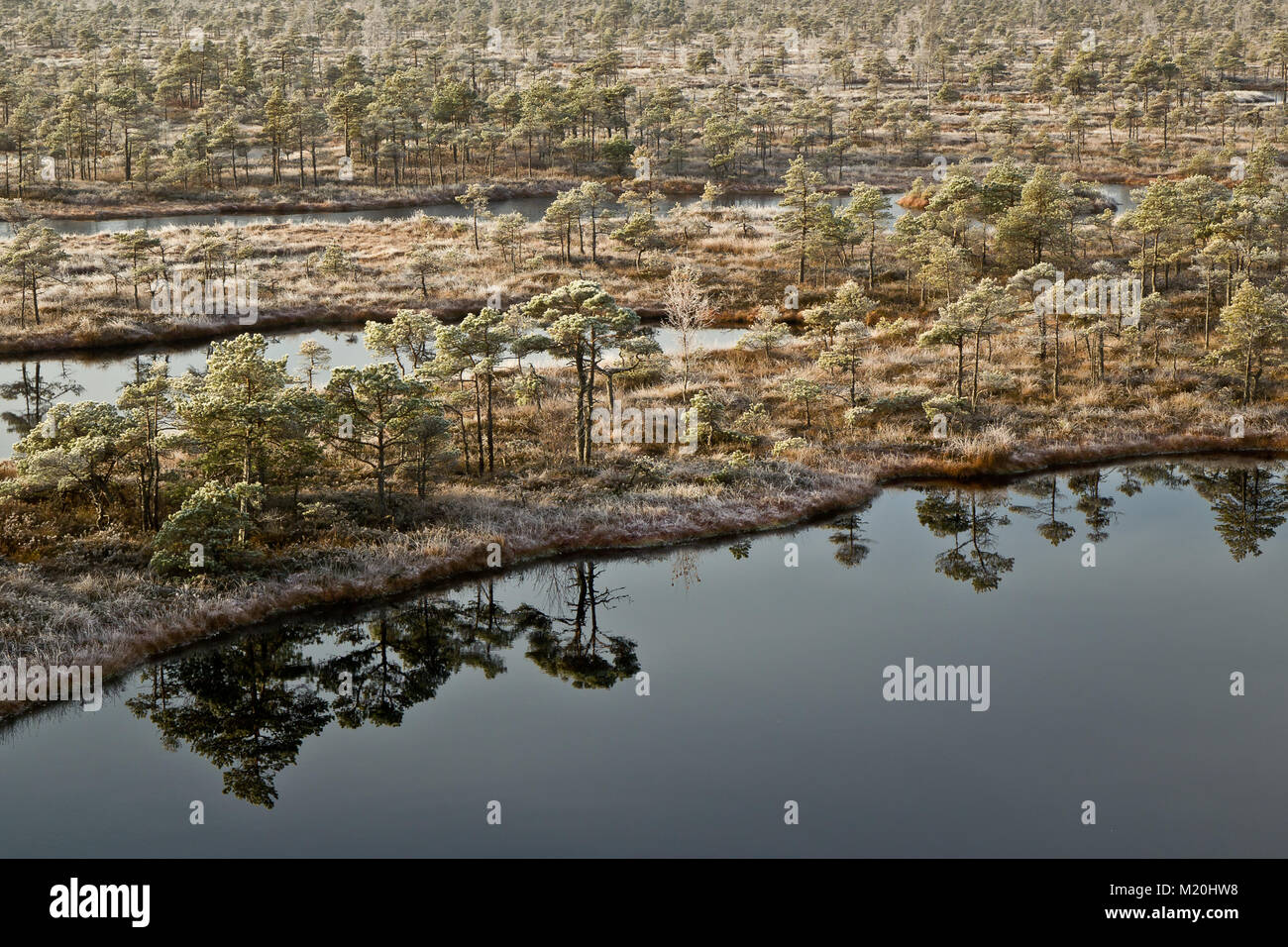 Cold morning in Kemeri National Park, Latvia Stock Photo - Alamy