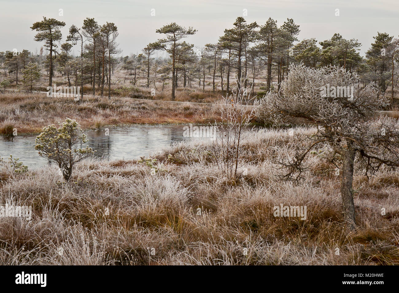 Cold morning in Kemeri National Park, Latvia Stock Photo - Alamy