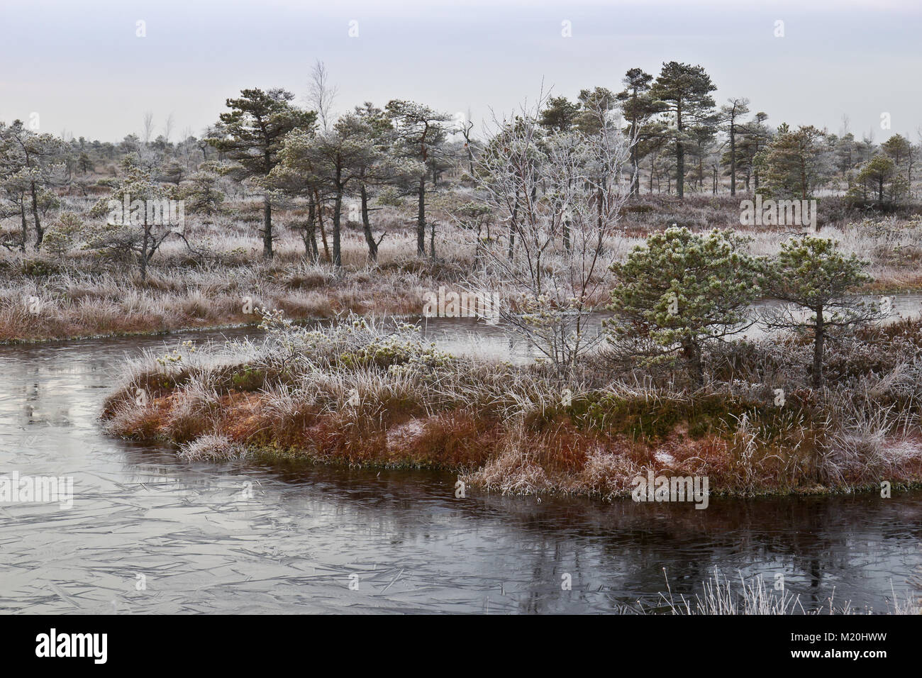 Cold morning in Kemeri National Park, Latvia Stock Photo - Alamy