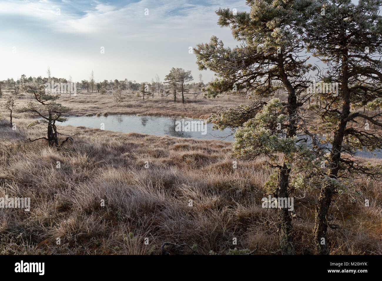 Cold morning in Kemeri National Park, Latvia Stock Photo - Alamy