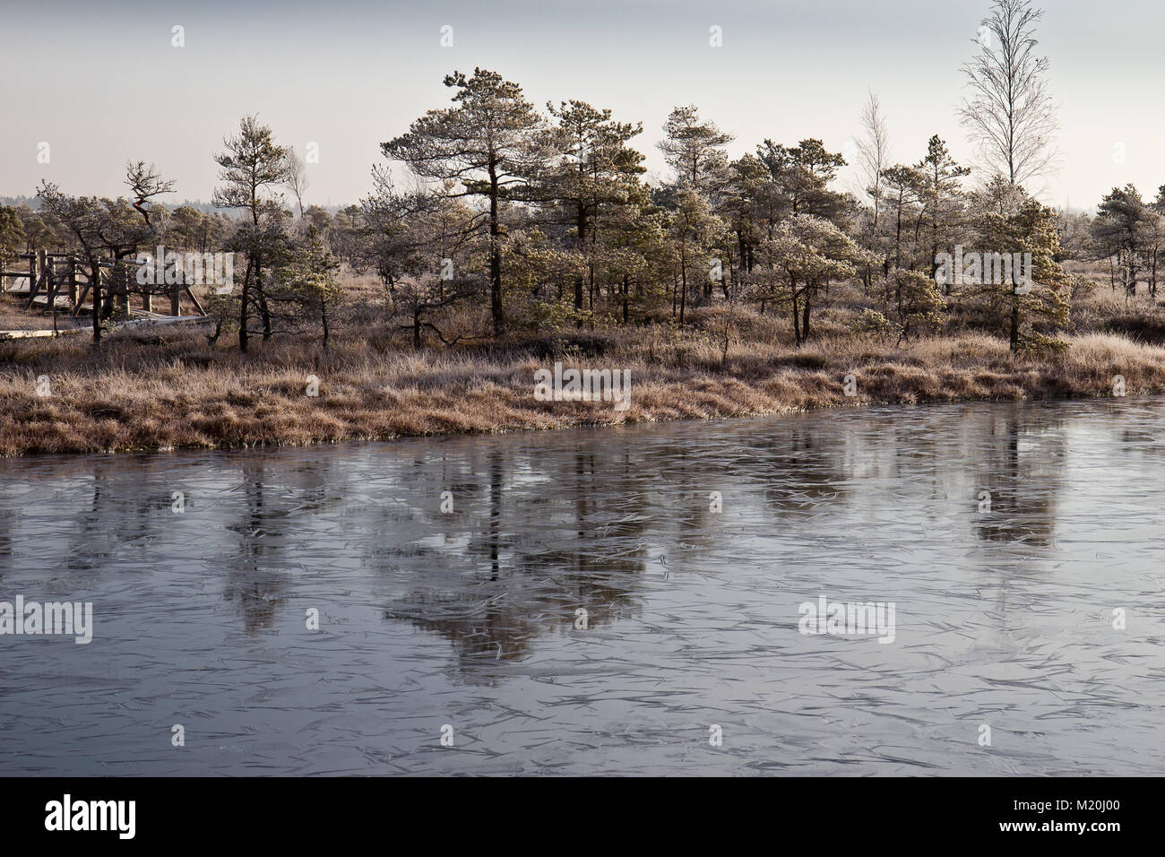 Cold morning in Kemeri National Park, Latvia Stock Photo - Alamy