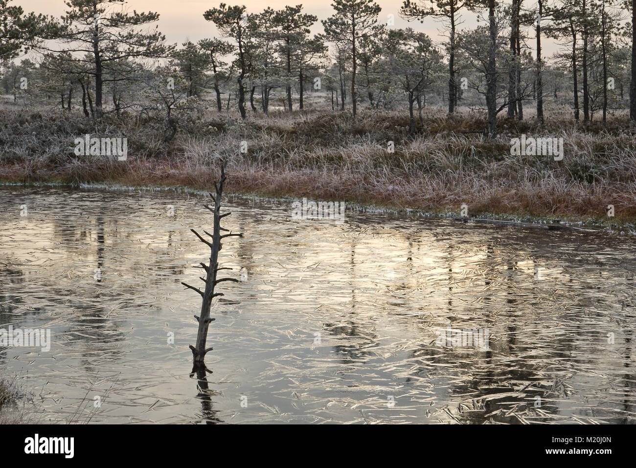 Cold morning in Kemeri National Park, Latvia Stock Photo - Alamy