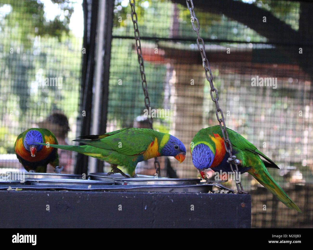 Australian parrots hi-res stock photography and images - Alamy