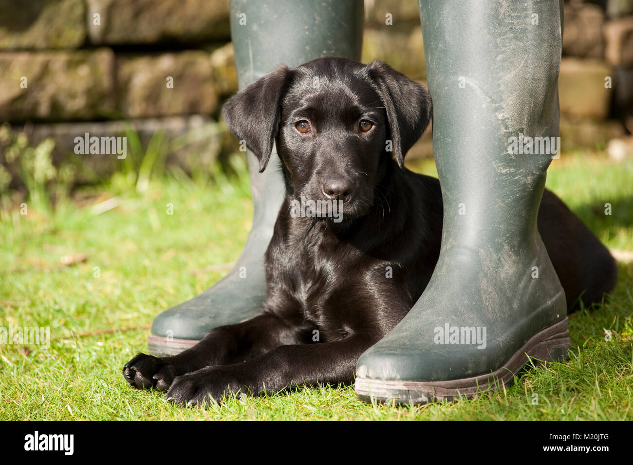 Black Labrador puppy working dog takes rest between owners wellington boots Stock Photo