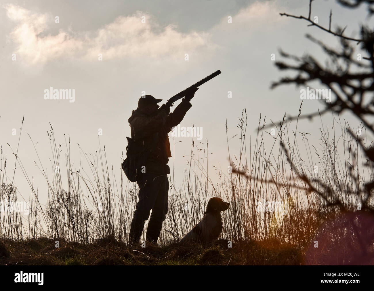 Pheasant shooting season Lancashire moorlands with spaniel gundog Stock Photo