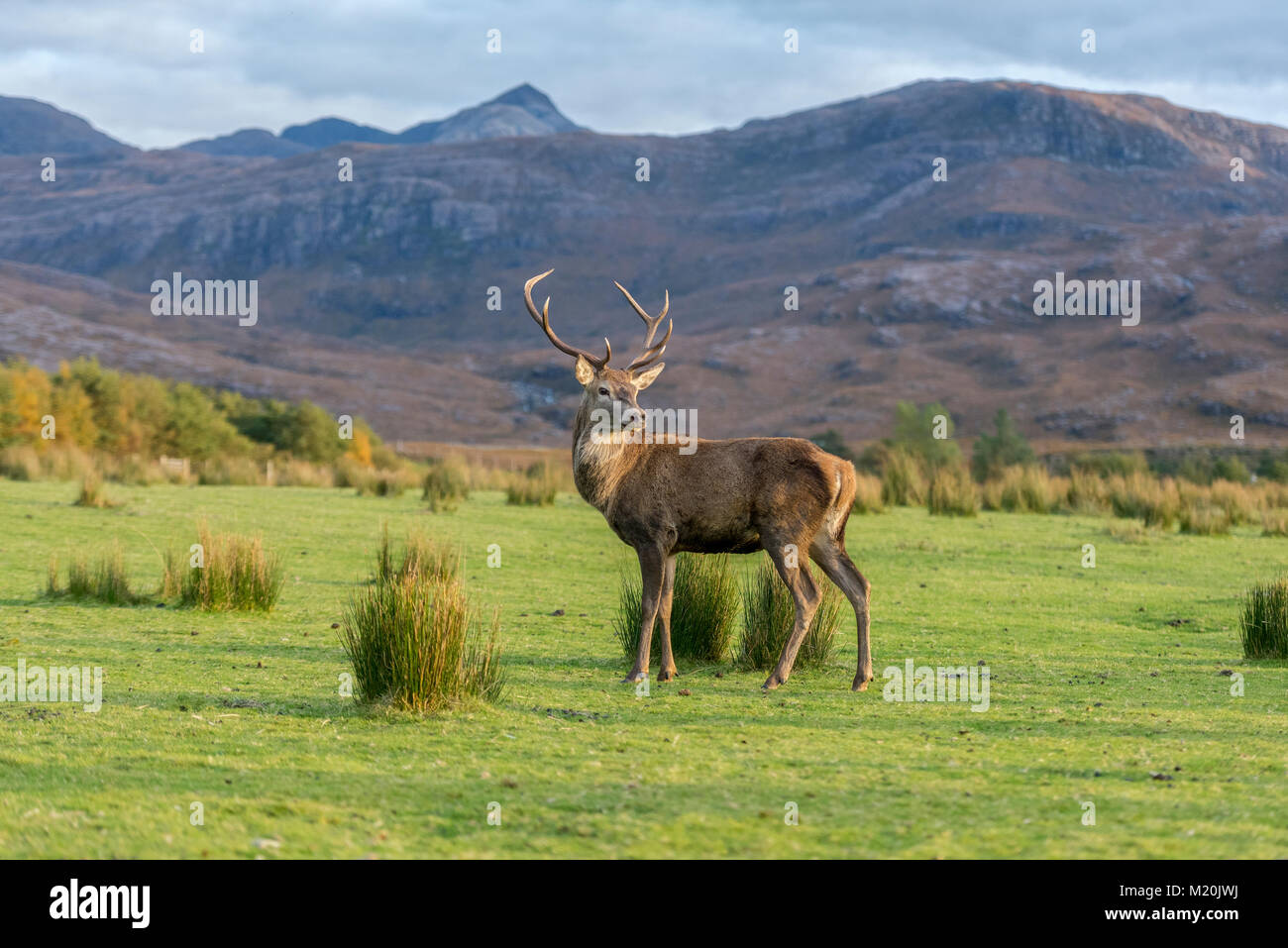 Wild roaming red deer stag in  Scottish Highlands Scotland  Stock Photo