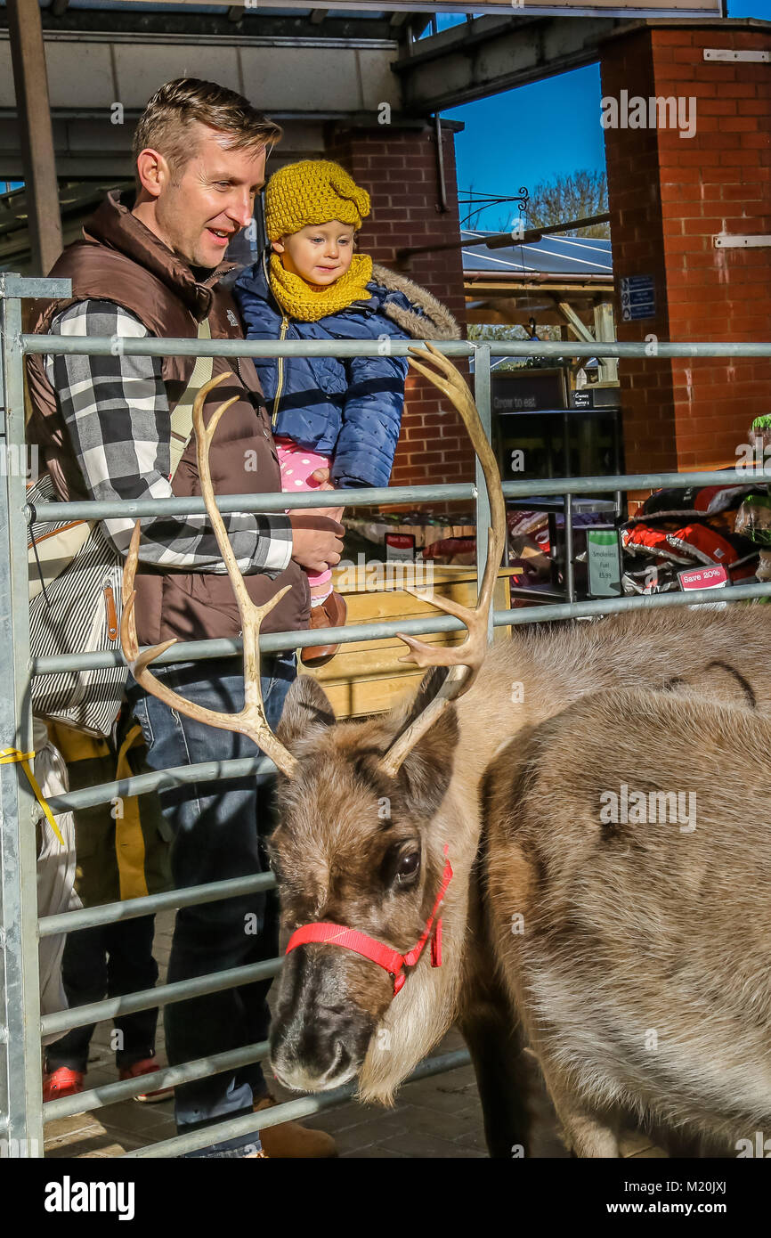 Families with children looking at reindeers at Christmas time Stock Photo