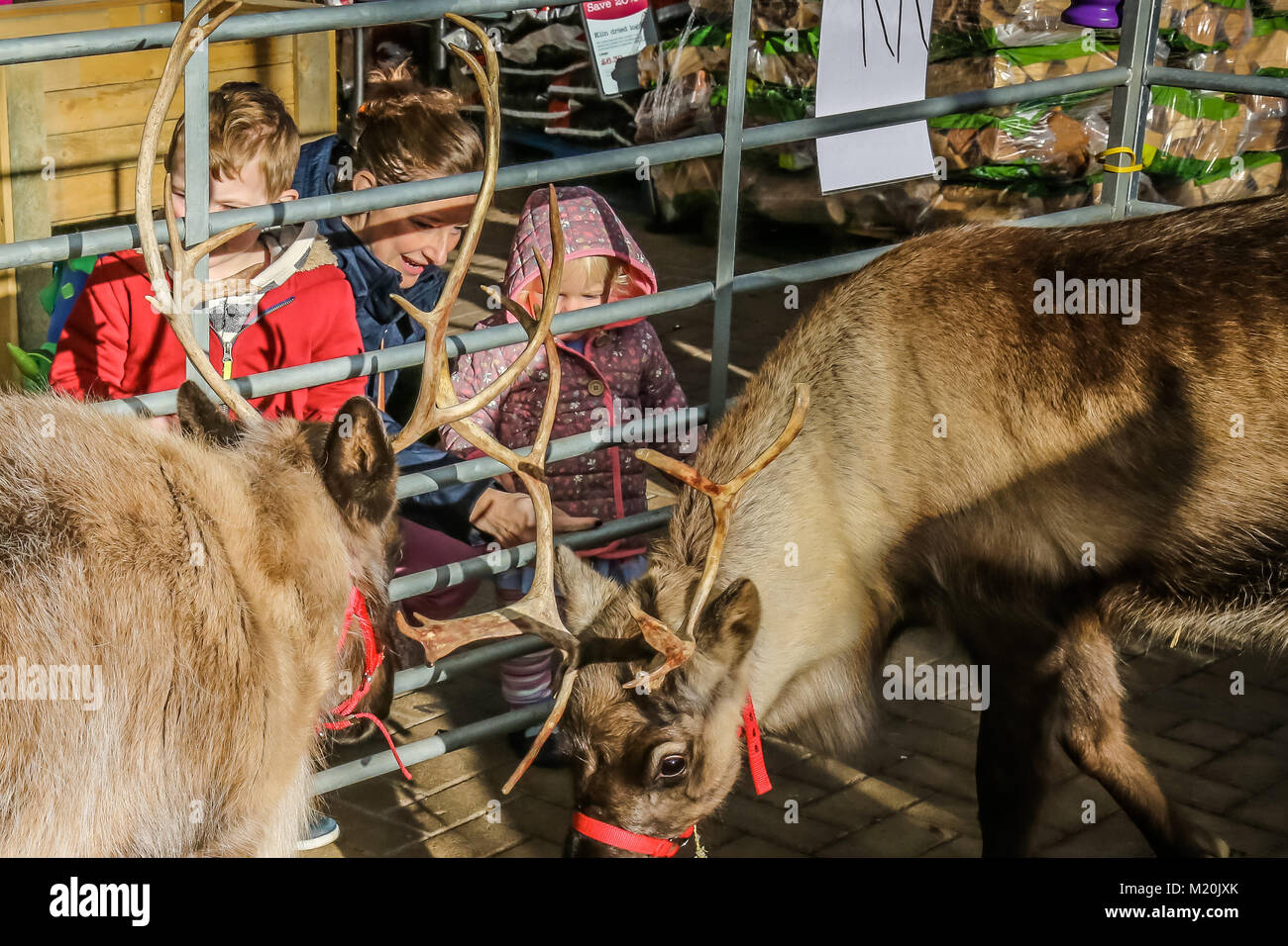 Families with children looking at reindeers at Christmas time Stock Photo