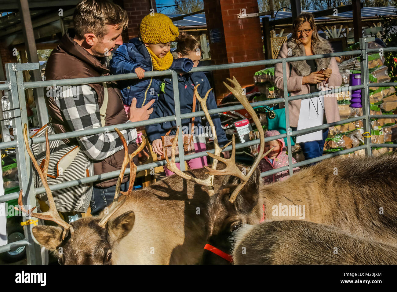 Families with children looking at reindeers at Christmas time Stock Photo