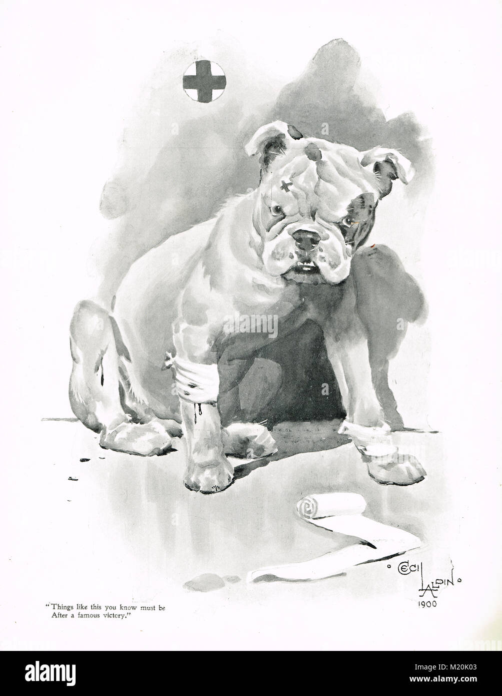 Injured but defiant British Bulldog, second Boer war, 1900 Stock Photo