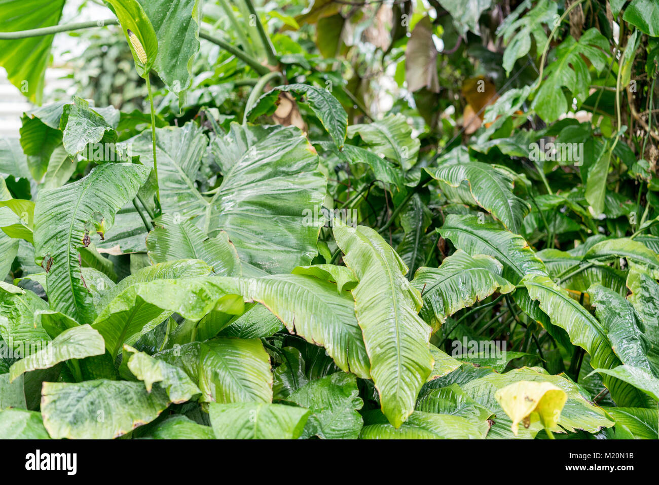 green undergrowth in the rainforest Stock Photo - Alamy