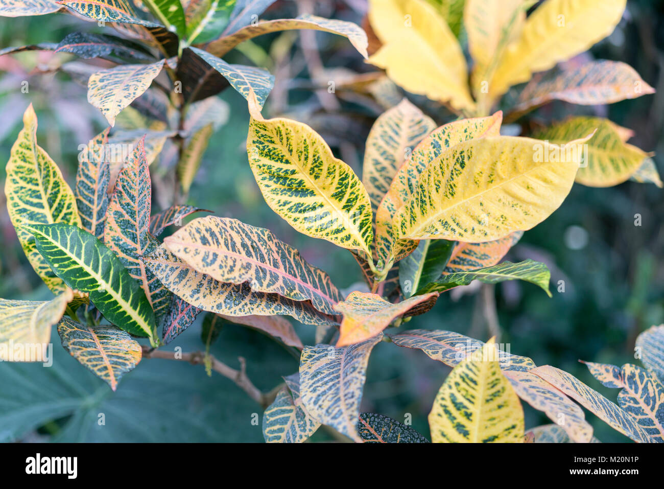 Croton with large yellowgreen leaves Stock Photo Alamy