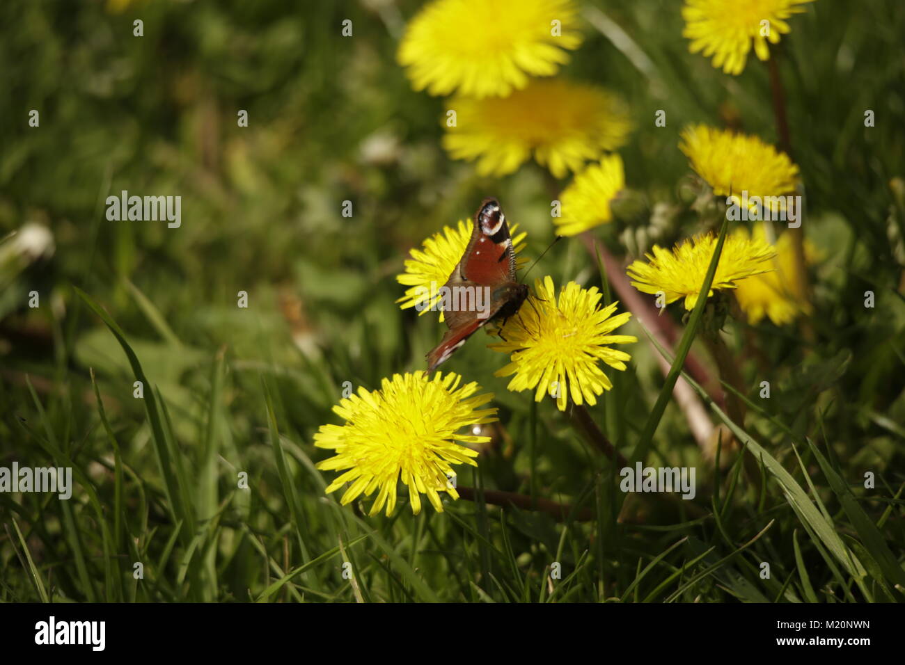 Peacock butterfly on dandelion flowers Stock Photo - Alamy