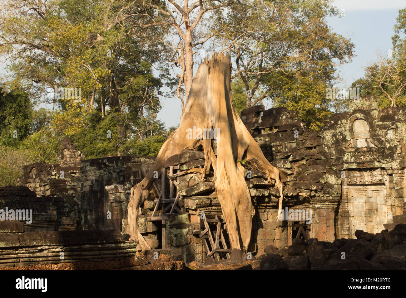 Tree growing over temple ruin, Angkor Wat, Cambodia Stock Photo