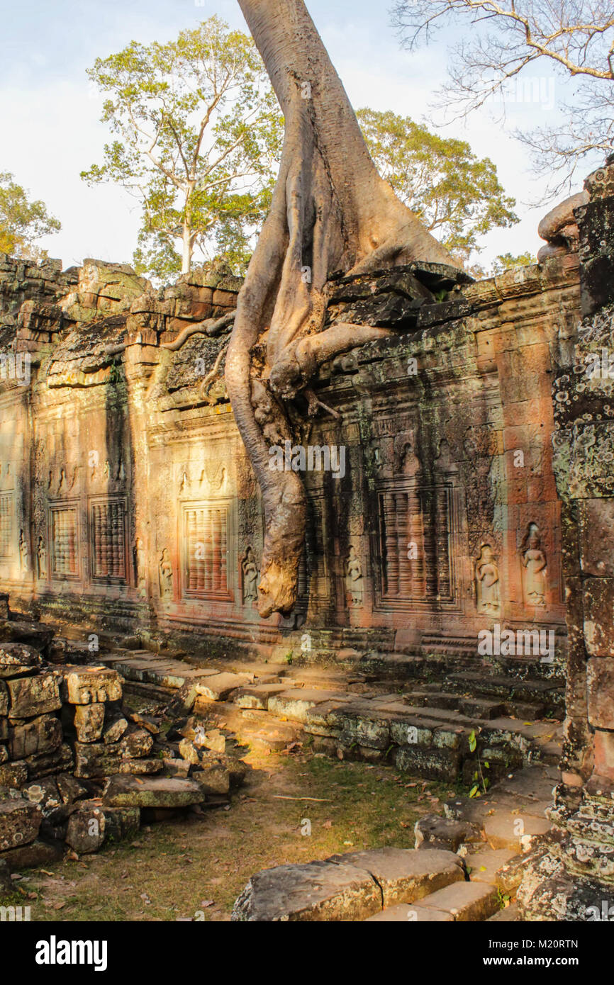 overgrown temple ruin, Angkor Wat, Cambodia - tree on temple wall Stock Photo