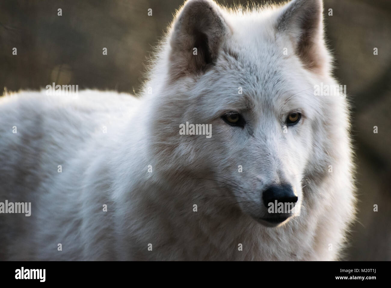 Luna the arctic wolf Stock Photo