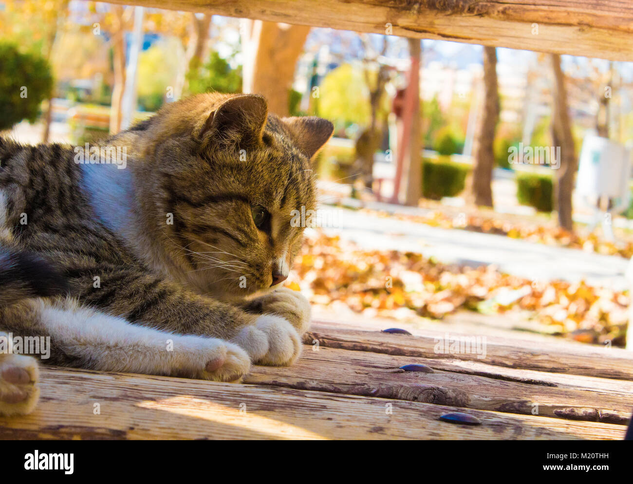 It is cat in the park.it is sitting in people legs and waiting for rubbing Stock Photo