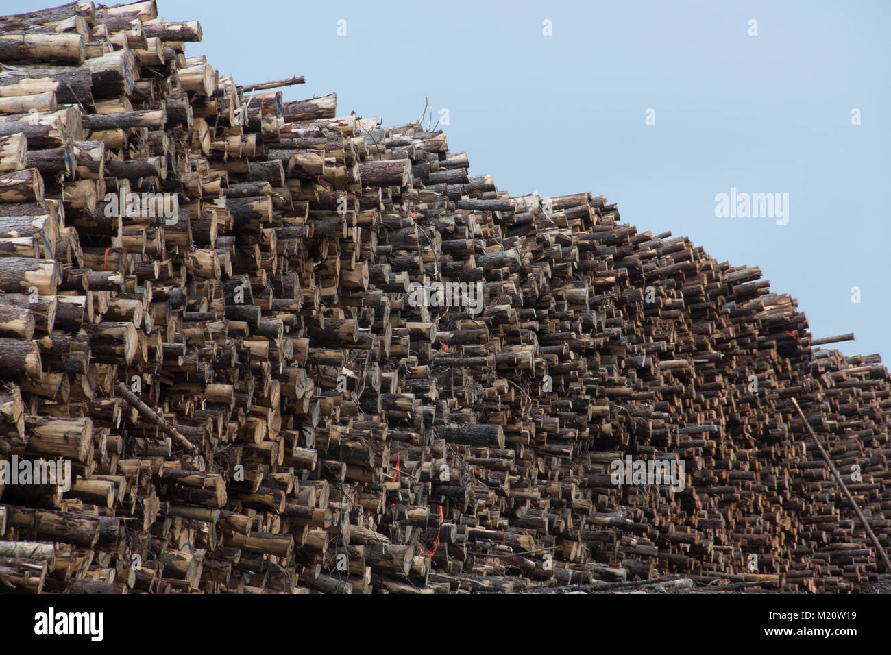 Wood industry, Northern Quebec, Canada Stock Photo Alamy