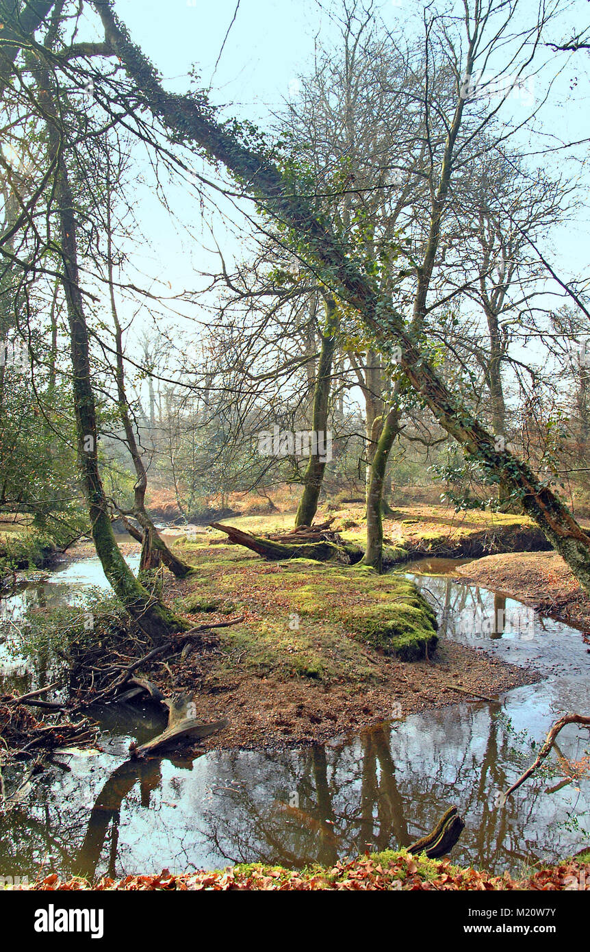 A small stream near Bolderwood in the New Forest Hampshire, taken  'contre-jour' meaning against the light Stock Photo - Alamy