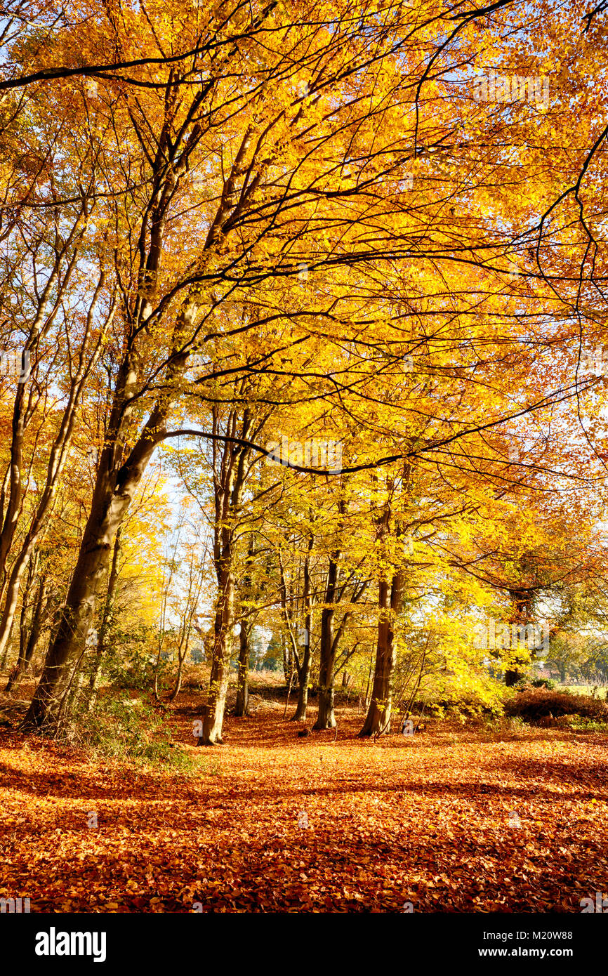 Mature forest hi-res stock photography and images - Alamy