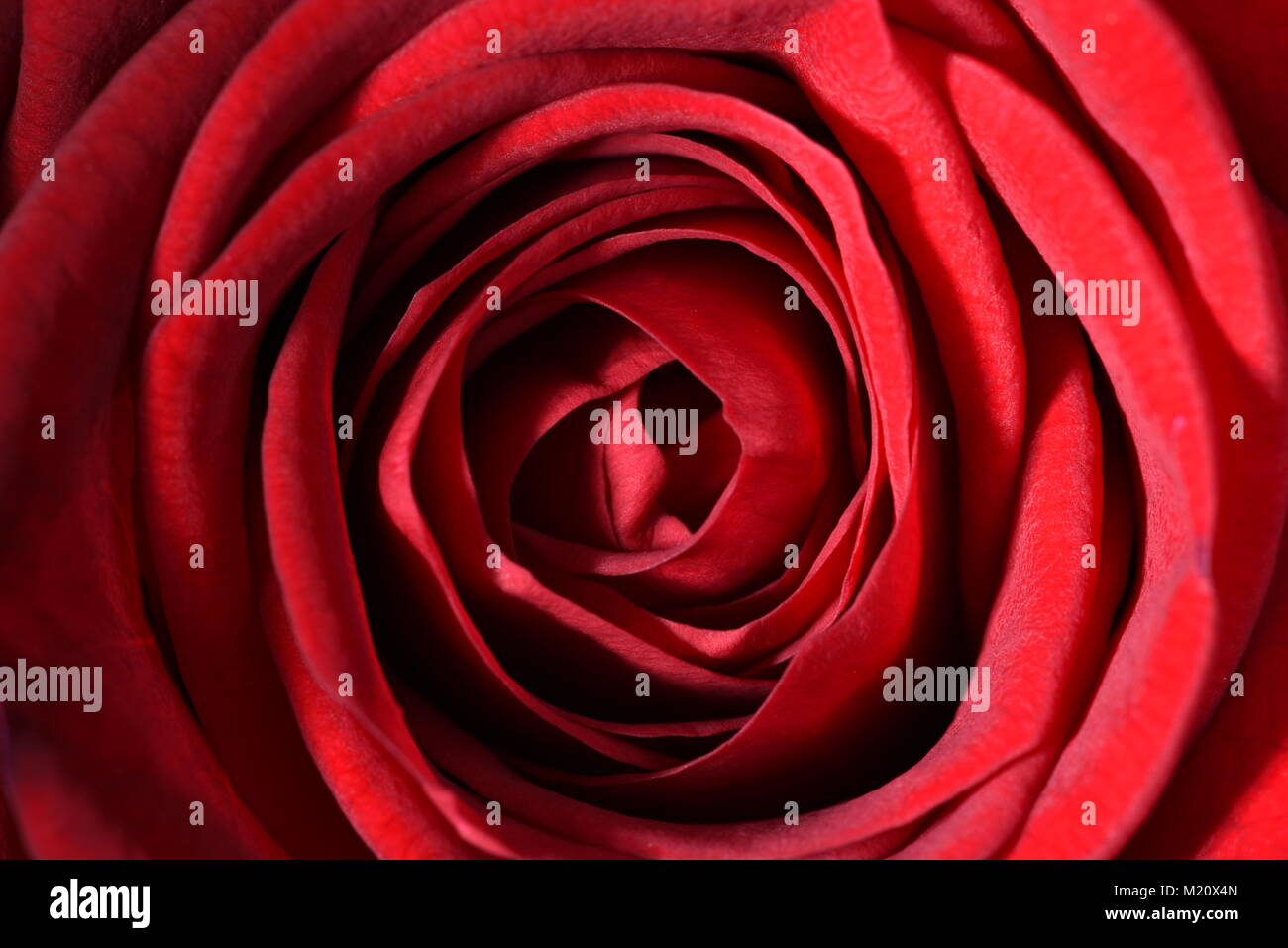 Dark red rose head close-up Stock Photo