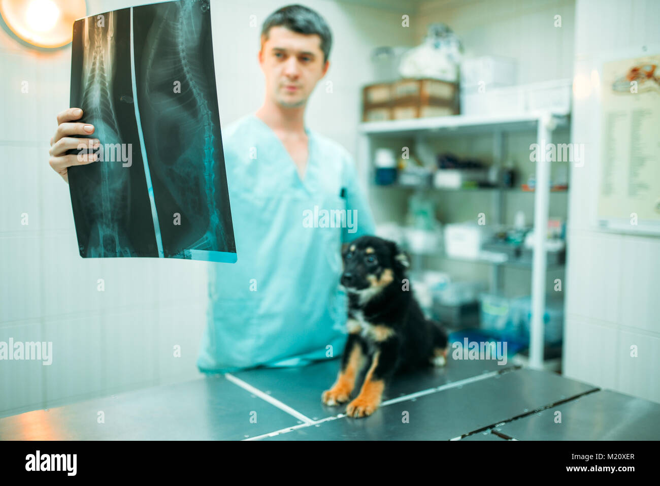 Veterinarian specialist looks at the xray of the dog, veterinary