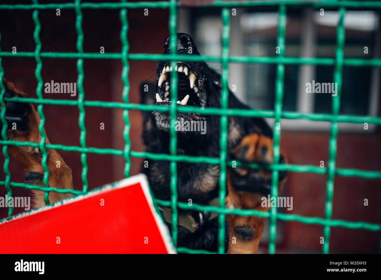 Dog face behind bars in veterinary clinic, no people. Vet hospital, professional treatment of domestic animals Stock Photo