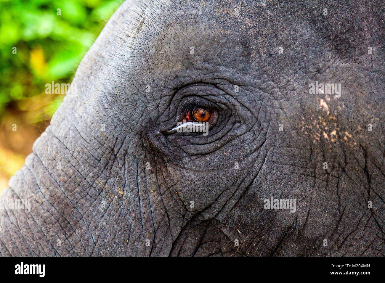 The eye of an elephant. Location; close to Periyar River, near Kodanad village in Kerala, India. Stock Photo