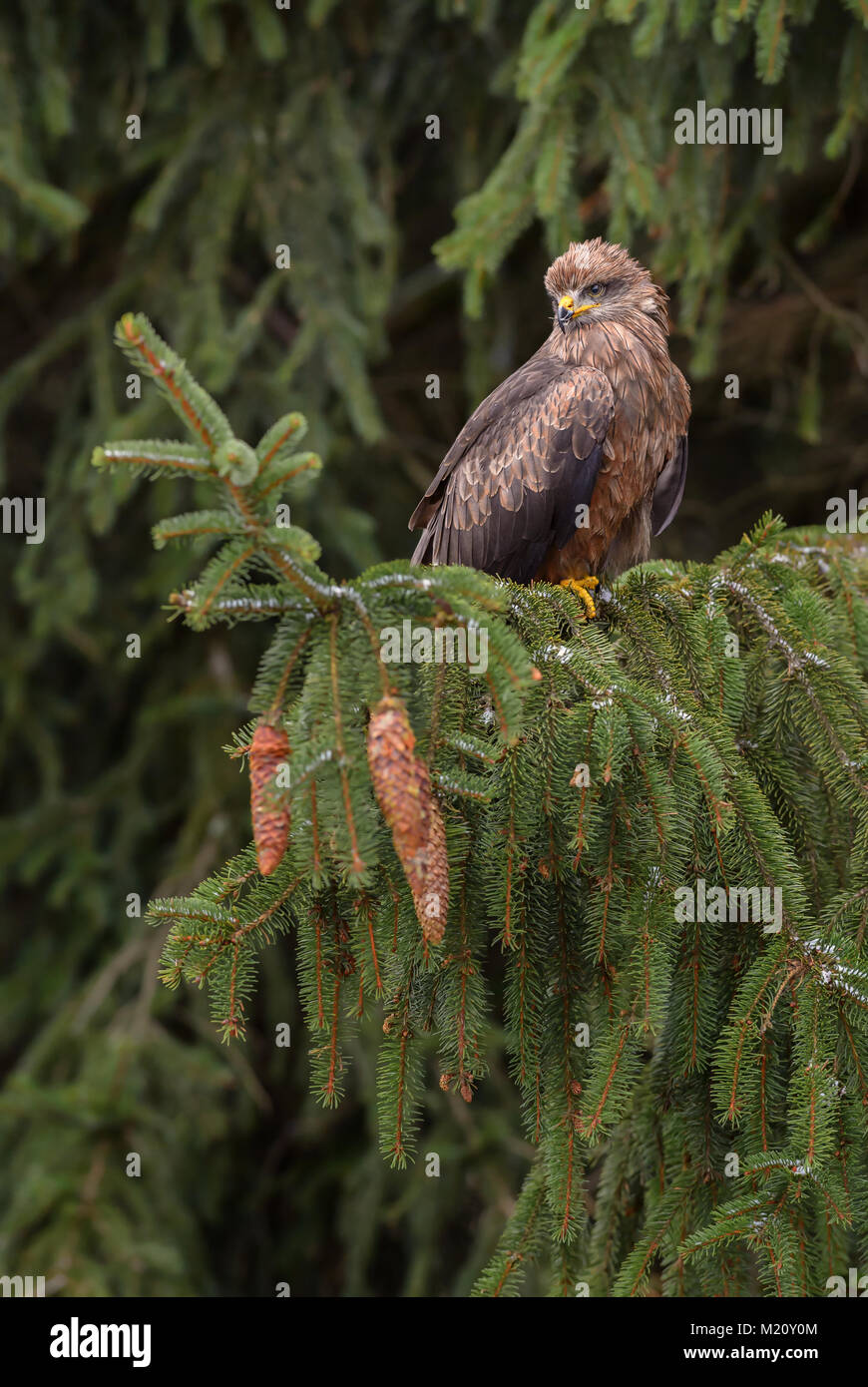 Black Kite - Milvus migrans, beautiful brown raptor from European forest. Birdwatching. Falconry. Stock Photo