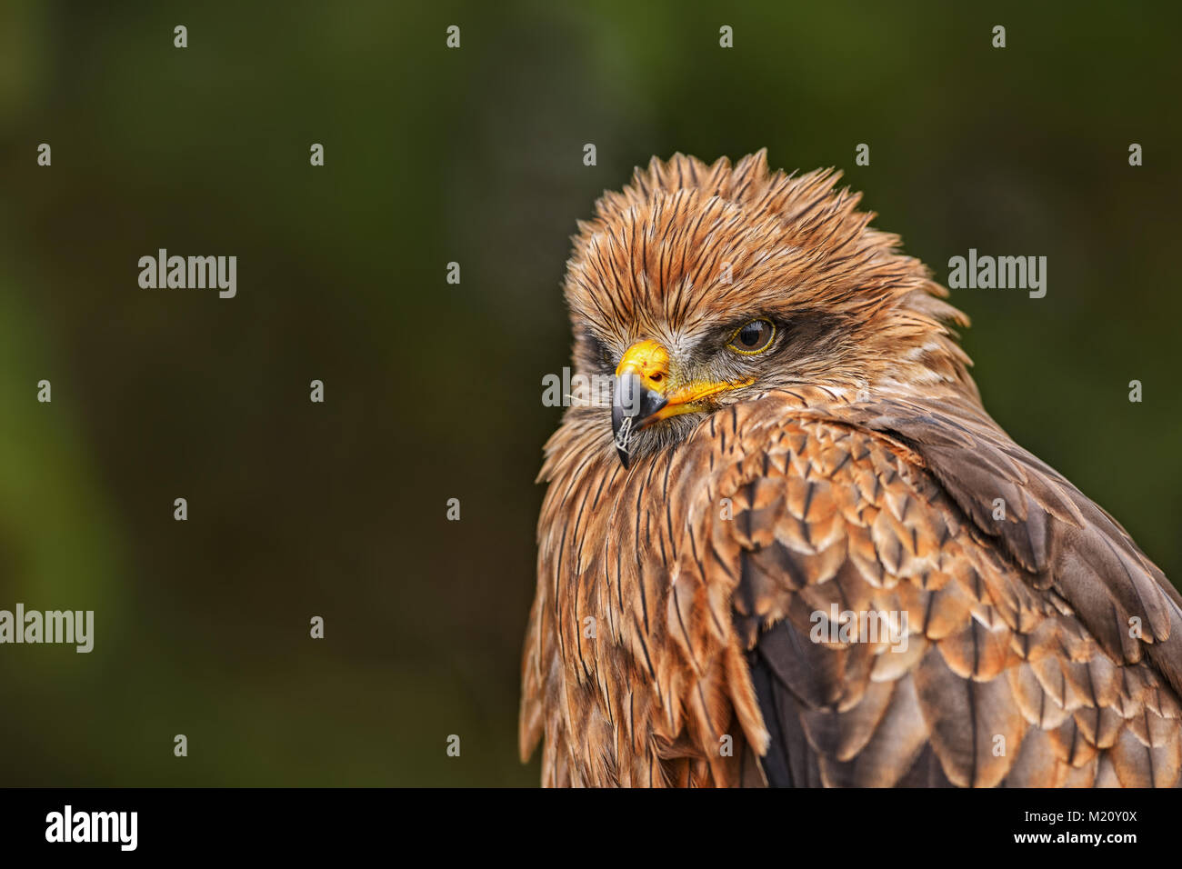 Black Kite - Milvus migrans, beautiful brown raptor from European forest. Birdwatching. Falconry. Stock Photo