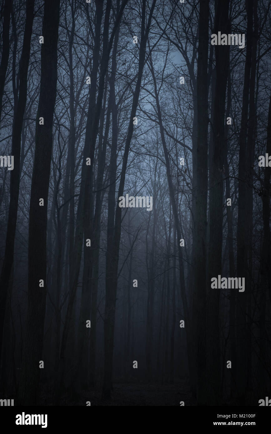 Dark foggy forest scary trees hi-res stock photography and images - Alamy