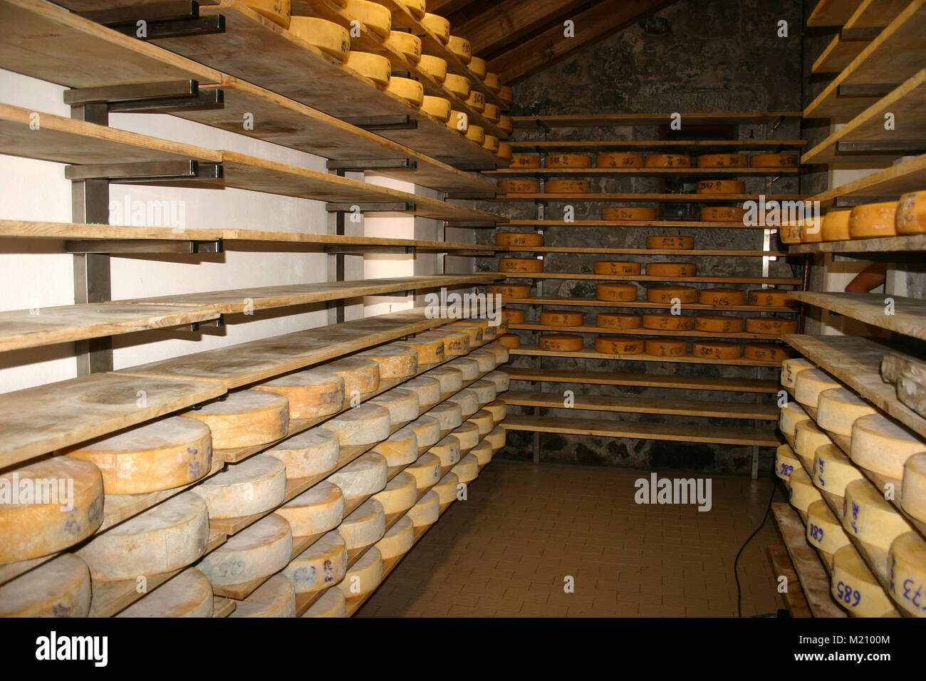 Rows of cheese rounds on wooden shelves in store or at milk factory. Cheeses on shelves. Stock Photo