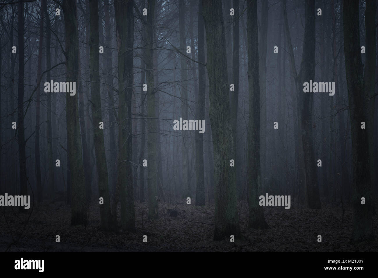 dark foggy forest in twilight Stock Photo - Alamy