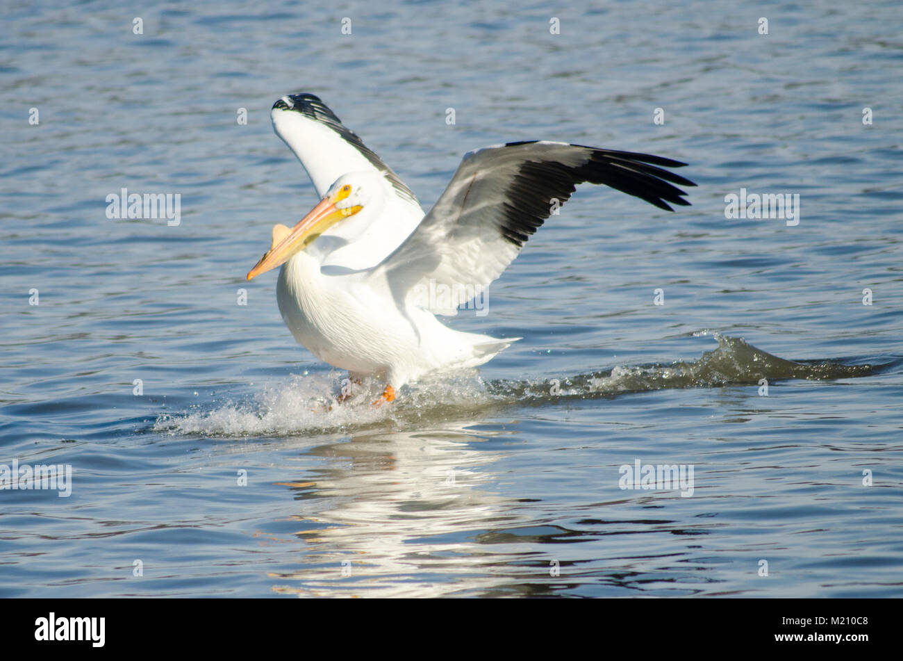 American White Pelican, scientific name Pelecanus erythrorhynchos lands