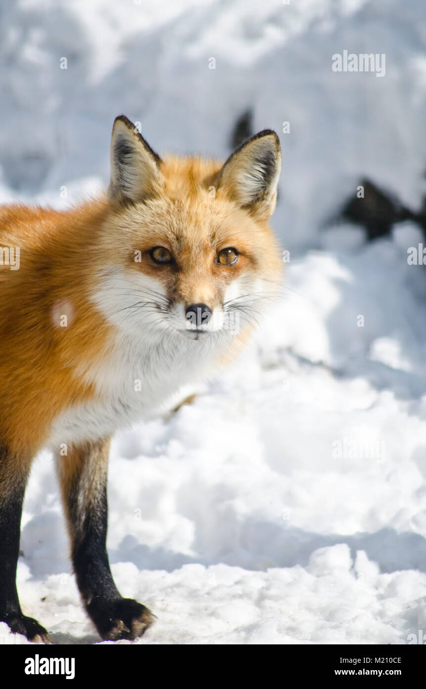 A red fox, scientific name Vulpes vulpes, in the snow Stock Photo - Alamy