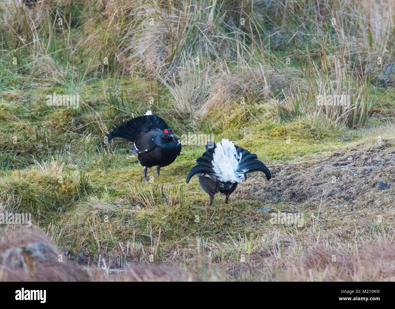 Male Black Grouse Lyrurus tetrix lekking at sunrise on a northern moorland in the UK with several blackcocks present. Stock Photo