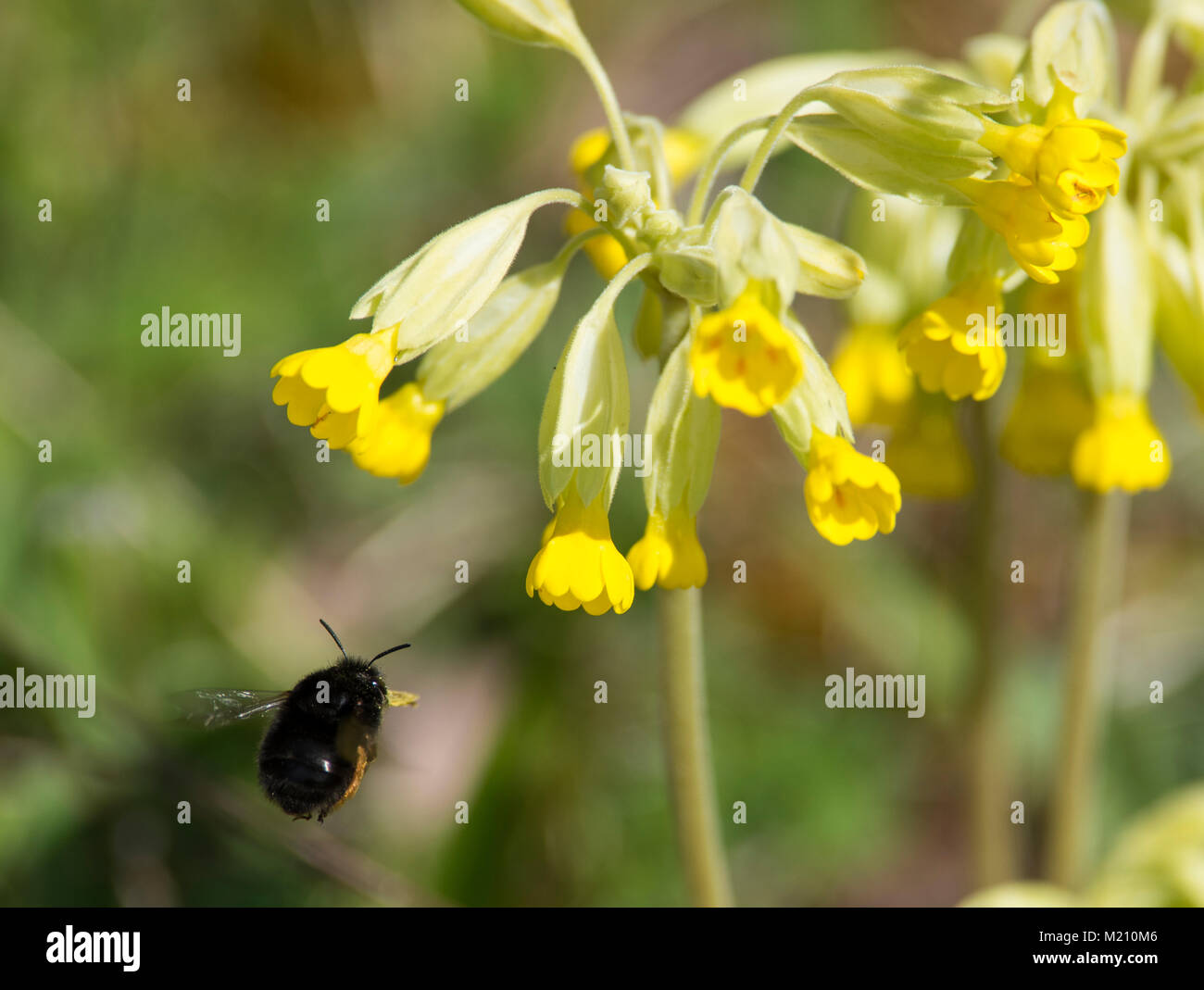 Field Cuckoo Bumblebee Bombus campestris hovering in flight feeding on Cowslips Primula veris on a Northern Heathland South Yorkshire England. Stock Photo