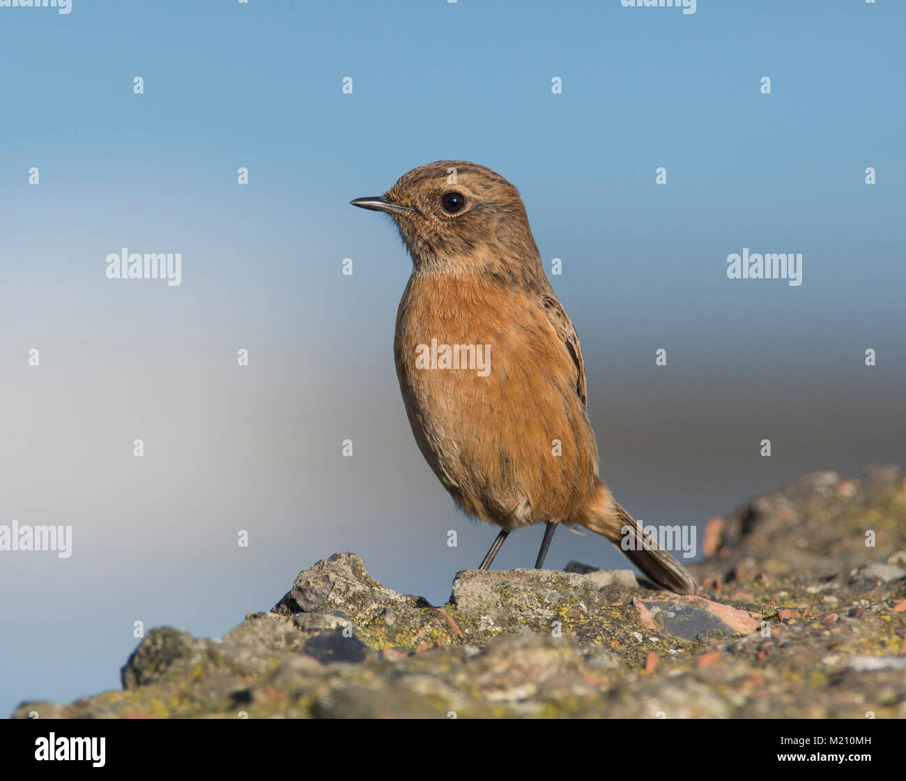 Female Stonechat Saxicola rubicola sat on a rock in full sun on the Yorkshire Coast England. Stock Photo