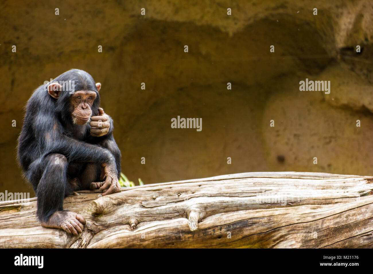 Chimpanzee sat on a log, Loro Parque, Puerto de la cruz,  Tenerife, Canary Islands 2016 Stock Photo