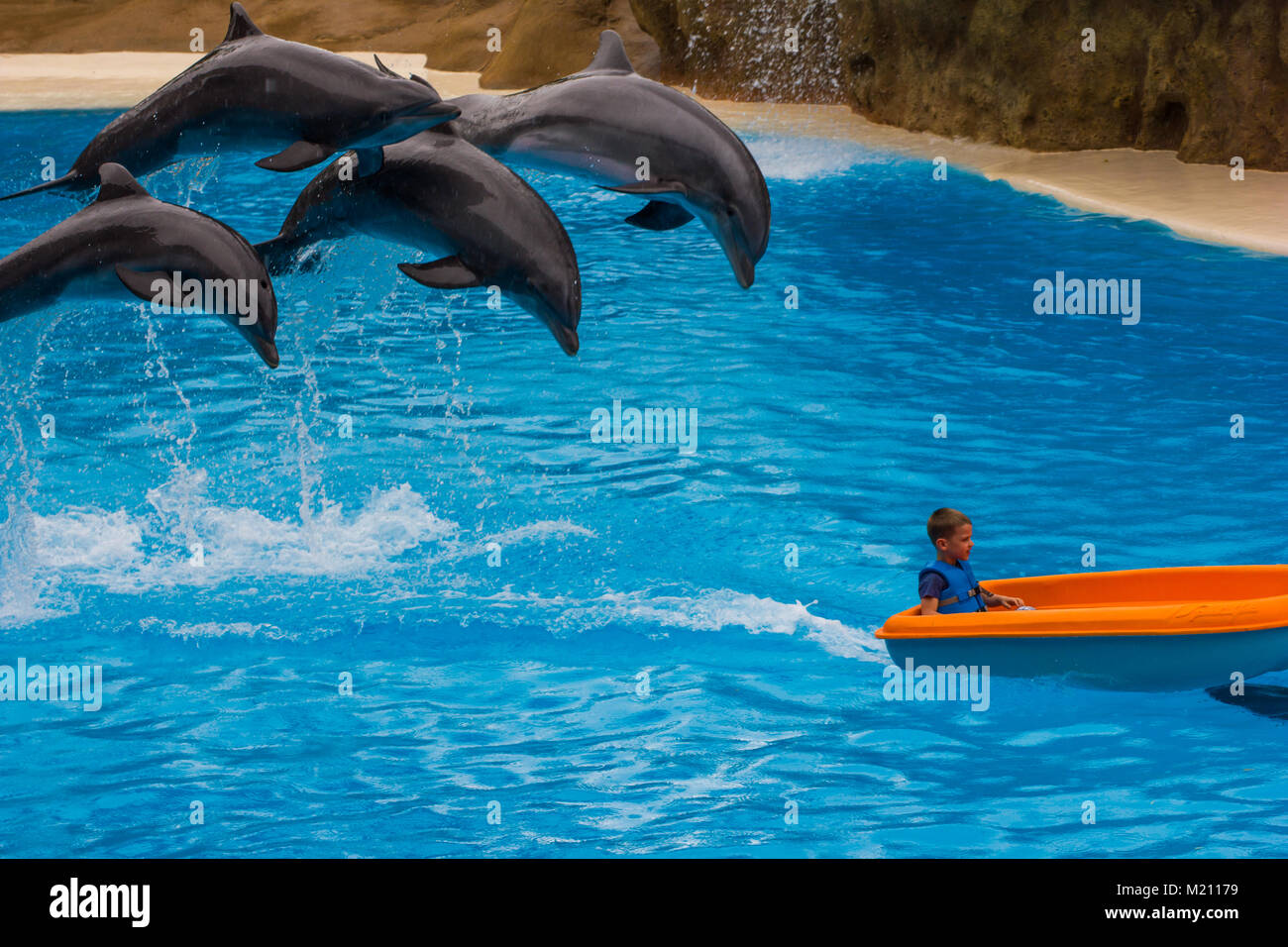 Dolphins jumping behiind a young boy being pulled along in a small boat. Lor Park, Tenerife 2016 Stock Photo