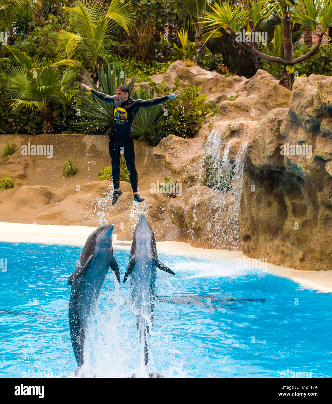 Man being thrown into the air by traiined dolphins. Loro Parque, Tenerife, 2016 Stock Photo