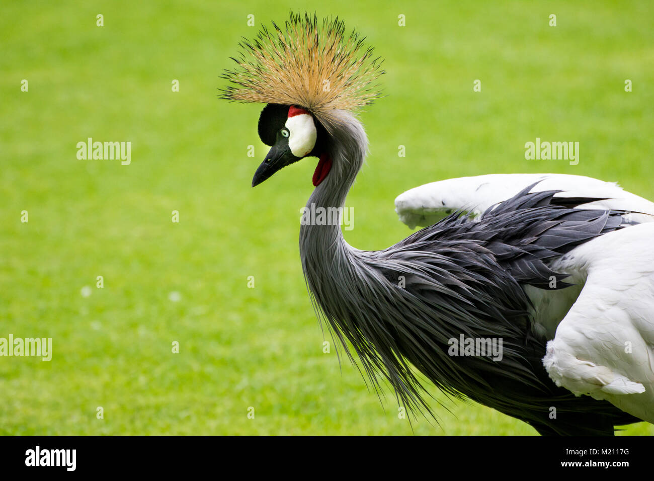 Long Necked Bird High Resolution Stock Photography and Images Alamy