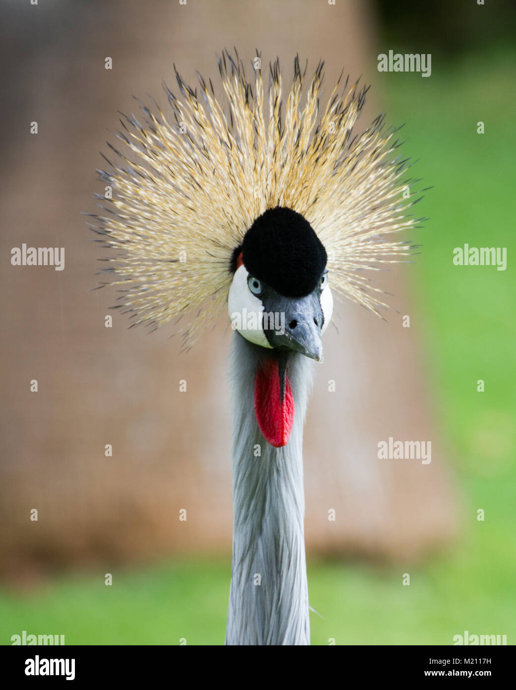 Crowned Crane long leg,ged, long necked bird, Loro Parque, Tenerife 2016 Stock Photo