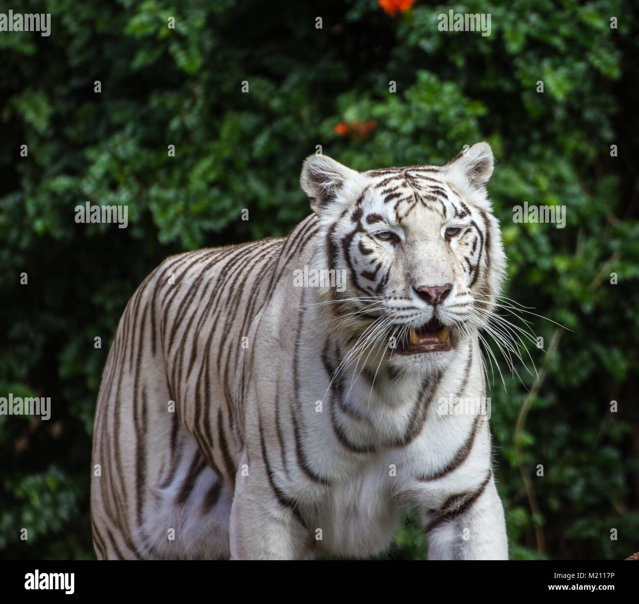 White bengal tiger at Loro Parque, Tenerife 2016 Stock Photo