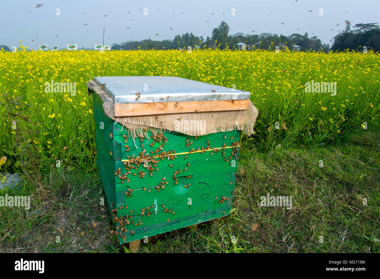 Honey bees flying in and out of commercial beekeeping beehives ...